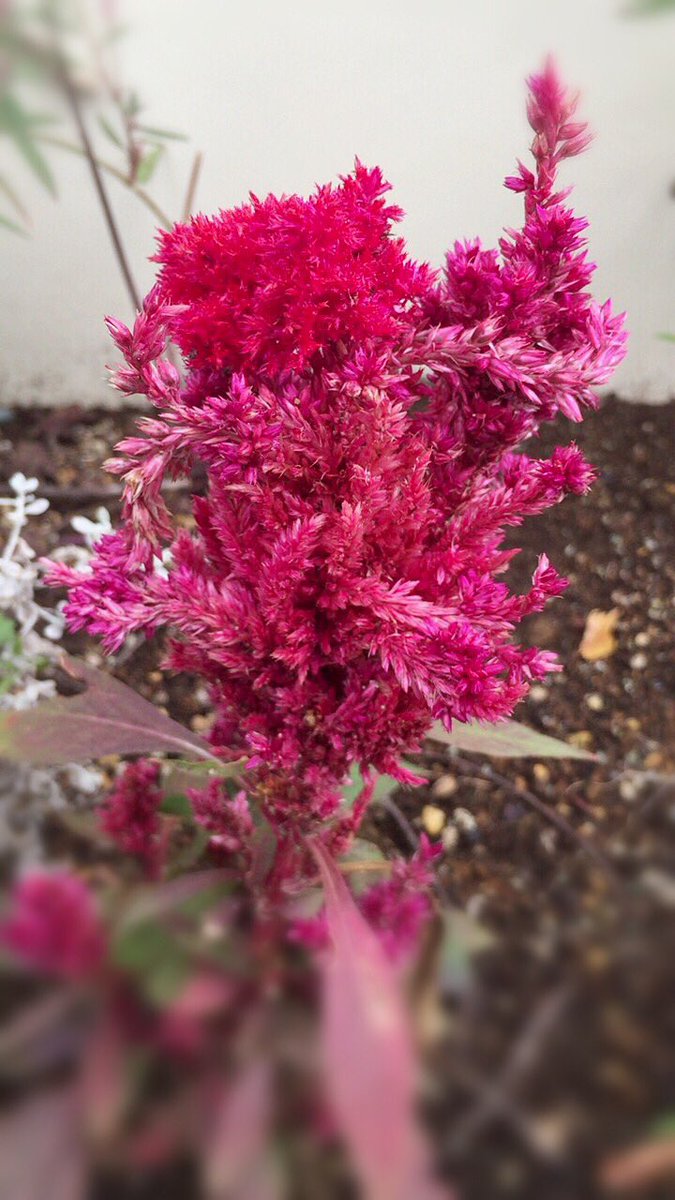 Mumble_Bird's tweet photo. 🍃秋めいて…🦗虫の鳴き声がセミに混じって朝の庭が賑やかになり始めました。
猛暑の中で見るのはいささか👀…と思うこの花も実は初夏から咲いてるんですね🤭💦
#ケイトウ #花のある暮らし #ファインダー越しの私の世界 #plumedcockscomb #garden #gardening
#Flowerphotography https://t.co/ALuXIfPCly