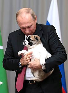 Verni, the dog of Putin, was a birthday gift from Gurbanguly Berdimuhamedow, President of Turkmenistan, during a meeting in Sochi in 2017. The puppy is an Alabai, a top Turkmen-bred variety of the Central Asia shepherd dog. 'Verni' means 'faithful' or 'loyal' in Russian. 🇺🇦🇺🇦🇺🇦