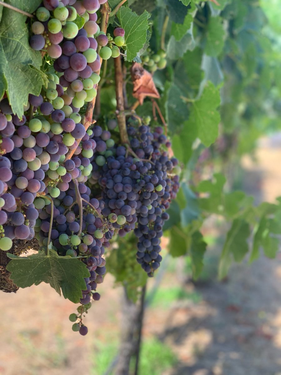 Did you know that there are over 10,000 varieties of wine grapes in the world today? It takes about 400 grapes to make 1 bottle of wine. Come sample some with us on our Combo Napa/Sonoma Wine Tour! Book today at greendreamtours.com. Cheers! 🍇🍷