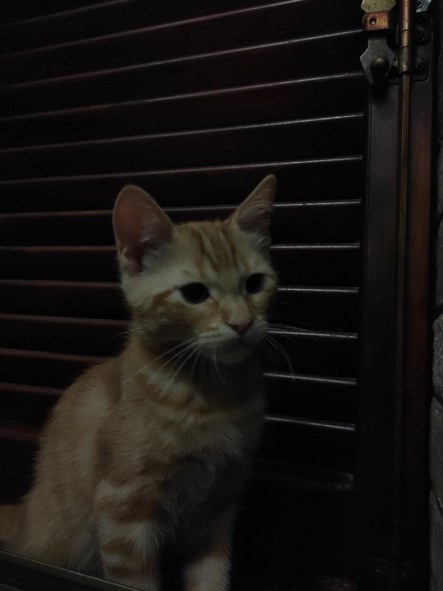 VSquazzy's tweet photo. E poi c'è lui... 🦁 Leone, 3 mesi di fusa, coccole e urla perché si butta sulle tende, ti mordicchia e rompe sempre https://t.co/sJoygwVaPP