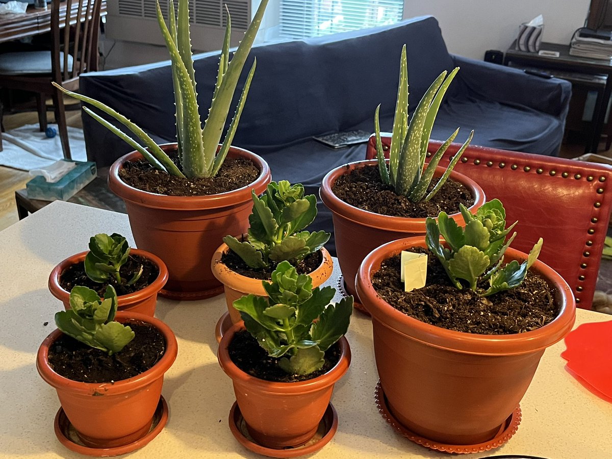 6 of these lovelies will be available in the law library tomorrow. Kalanchoe and aloe ready for new homes. #toomanyplants #gardentherapy