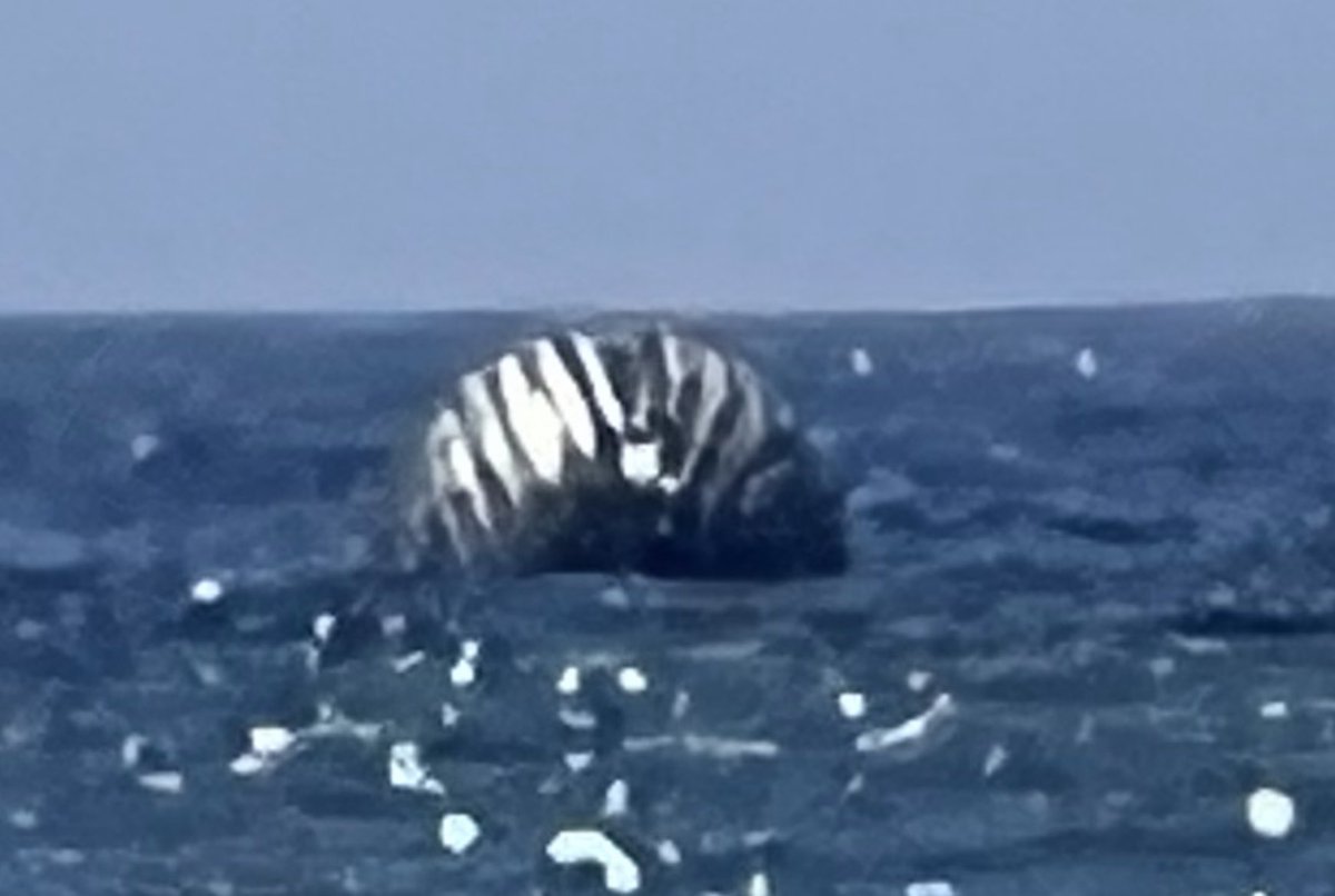 David Pogue tweet media