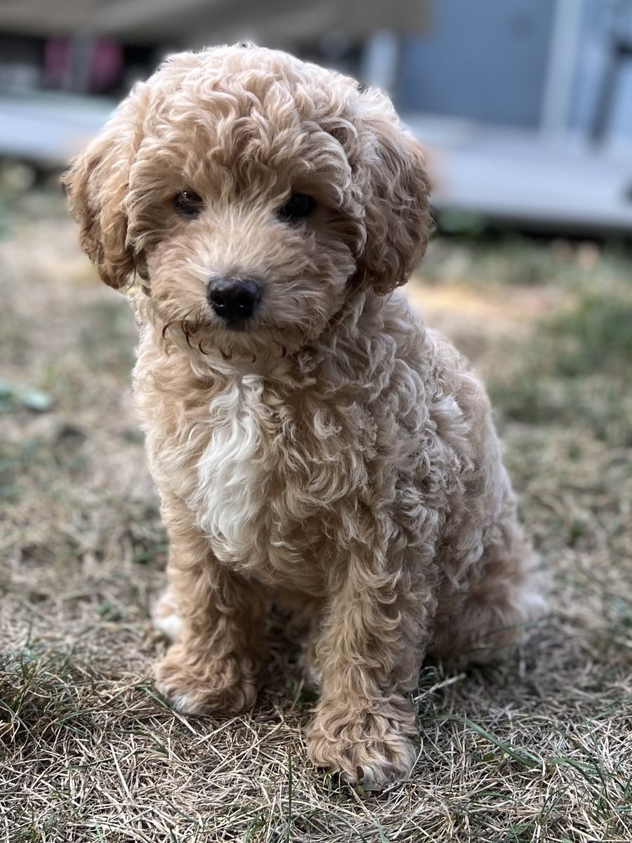 Talia H. Swartz tweet media