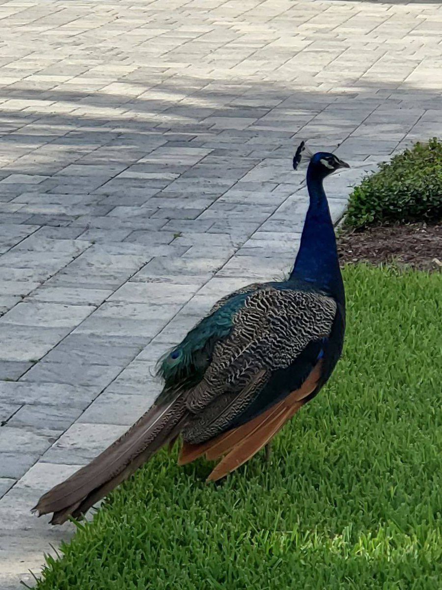 Tierza 🕯 tweet media