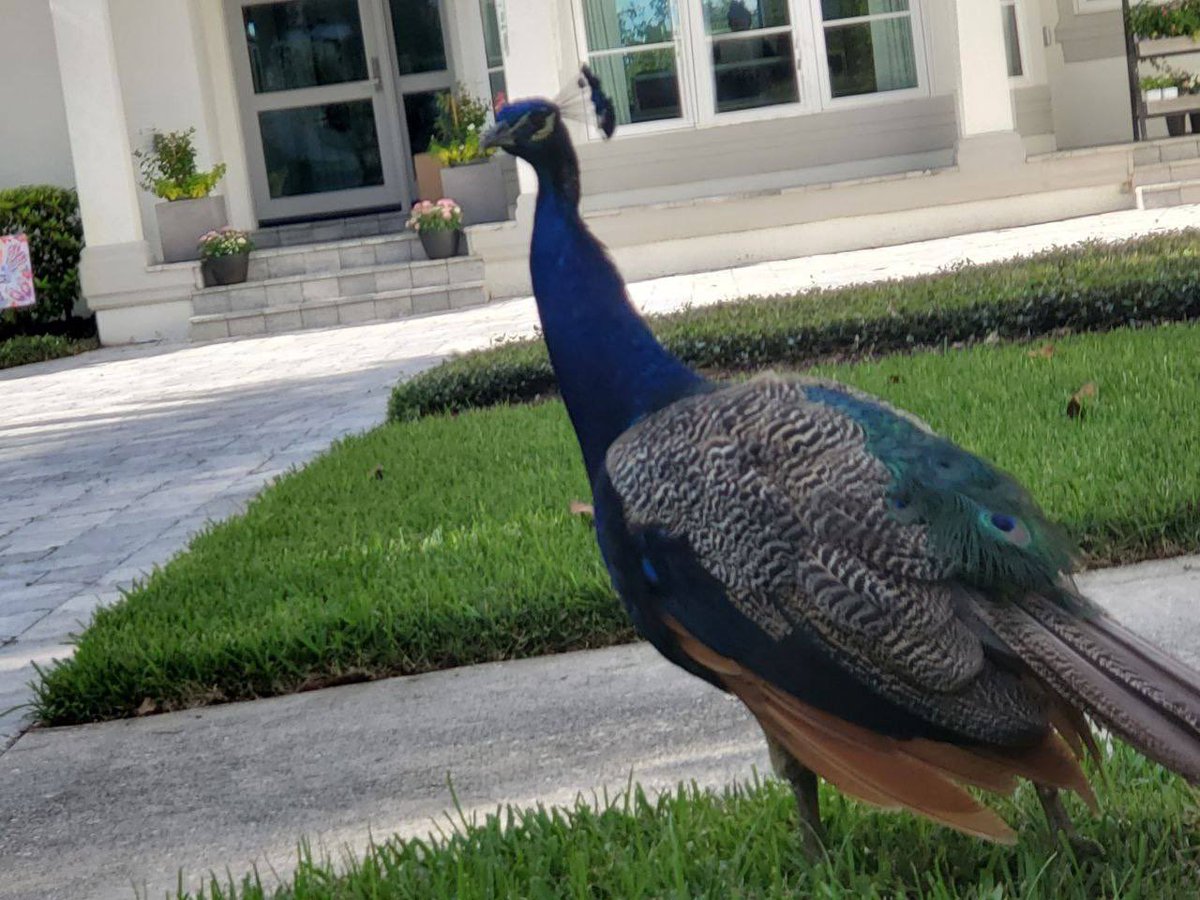 The pride of the peacock is the glory of God