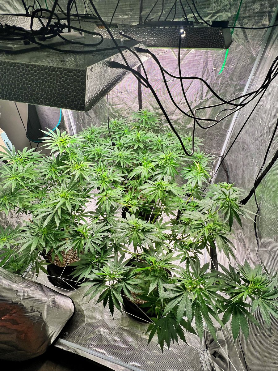 durtlandson's tweet photo. Itโs that time! 8 weeks Vegging outside now moving indoors for flower. #gaiagreenorganics #marshydro #canukseeds #canukseedcompany #bluedream #dosidos #elitestrains #homegrown #foxfarmssoil #livingsoil https://t.co/BPFeaykA7B