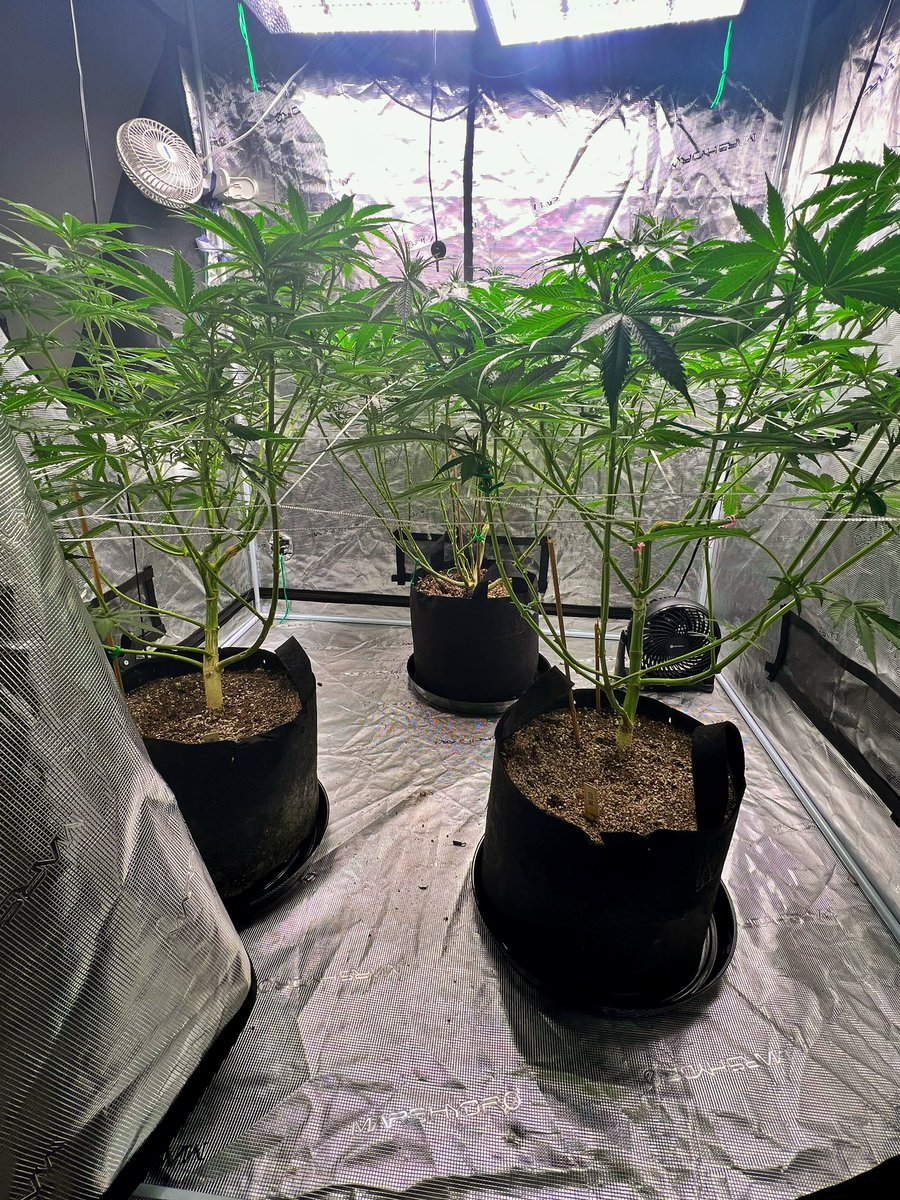 durtlandson's tweet photo. Itโs that time! 8 weeks Vegging outside now moving indoors for flower. #gaiagreenorganics #marshydro #canukseeds #canukseedcompany #bluedream #dosidos #elitestrains #homegrown #foxfarmssoil #livingsoil https://t.co/BPFeaykA7B