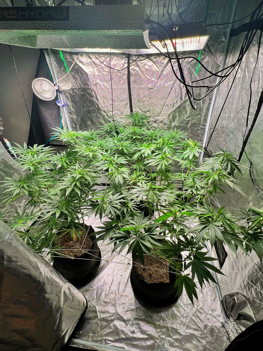 durtlandson's tweet photo. Itโs that time! 8 weeks Vegging outside now moving indoors for flower. #gaiagreenorganics #marshydro #canukseeds #canukseedcompany #bluedream #dosidos #elitestrains #homegrown #foxfarmssoil #livingsoil https://t.co/BPFeaykA7B