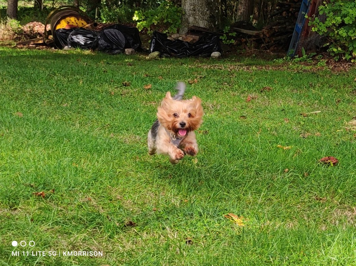 Spittalfield's tweet photo. Gracie so happy that we are home from our holidays ❤️
#dogsarefamily https://t.co/ykcLK0nkUw