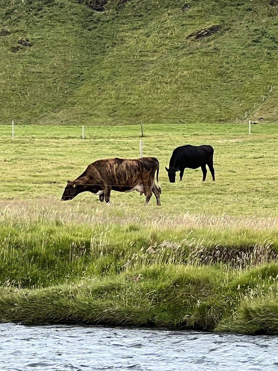 Candace S tweet media