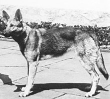 Blondi (1941 – 29 April 1945) was Adolf Hitler's German Shepherd, a gift as a puppy from Martin Bormann in 1941. Blondi played a role in Nazi propaganda by portraying Hitler as an animal lover.