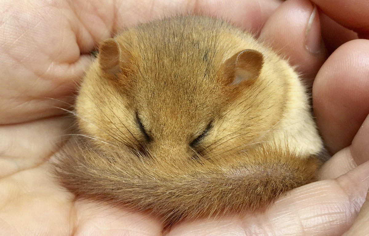 Mothfluttter's tweet photo. @LuxxArt I'm just shy South of being a Scottish wildcat so probably a Hazel Doormouse! https://t.co/2CGxmwx3gE