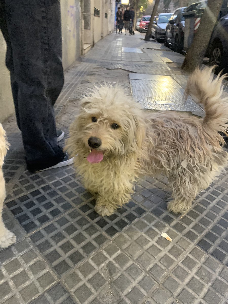 SaderCande's tweet photo. @VivireNuevaCba hola, este perrito tiene pinta de perdido. Anda por la zona de estrada-trejo-independencia https://t.co/vr8tS9zyiM