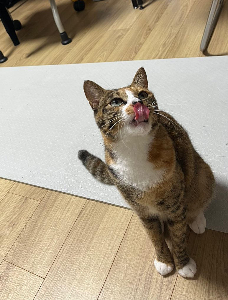 cat_serom's tweet photo. 낼륨 https://t.co/xhfEfo90zA