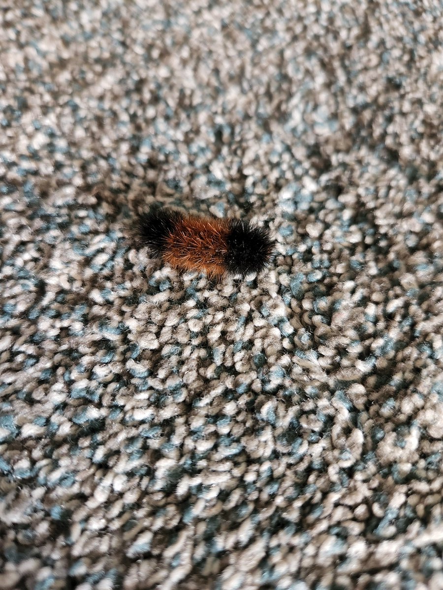 BugsNeedHeroes's tweet photo. Amanda was late to this morning's recording session, but with good reason! She and her son were heroes, coming to the rescue of this adorable woolly bear caterpillar. 

#scicomm #sciencepod #podcast #podcaster #entomology #insect #moths #cute #nature #NaturePhotography #Science https://t.co/GgVy693hoP