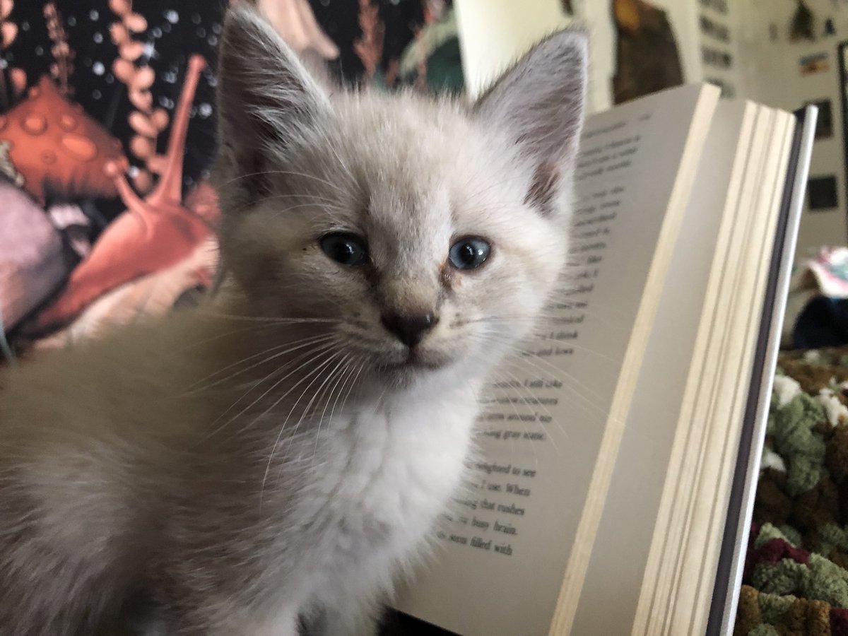 my new favorite reading buddy (: