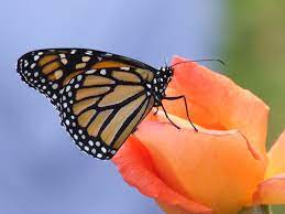 RobertBerson2's tweet photo. Monarch butterfly on Peace rose. Photo by Robert Berson @CaterpillarFarm https://t.co/eg2niEW0pC