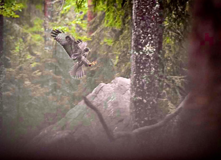 Astor a punt d’aterrar. #suecia #bosc #astor #au #naturasalvatge