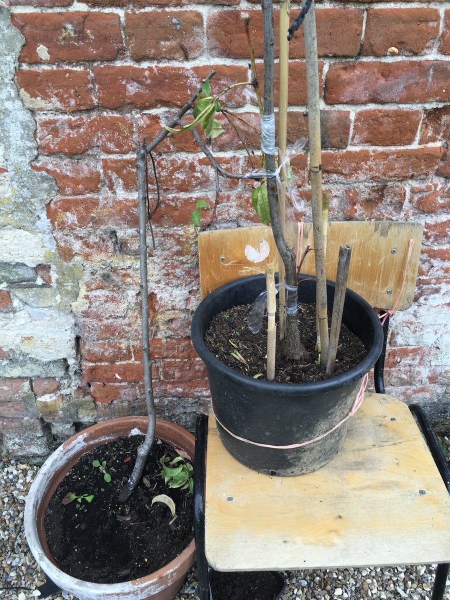 Approach grafted as per <a href="/FlowerdewBob/">Bob Flowerdew</a> the best of the poor growth now clasped to the bosom of a foster parent. I know it looks like we're above the graft union - close inspection of the ‘plum’ on a St Julien stock shows it’s likely all rootstock. Now we wait.