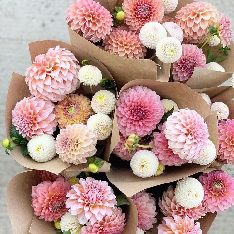 lunafleuri's tweet photo. Just get them all. https://t.co/R67ZMnaQg8