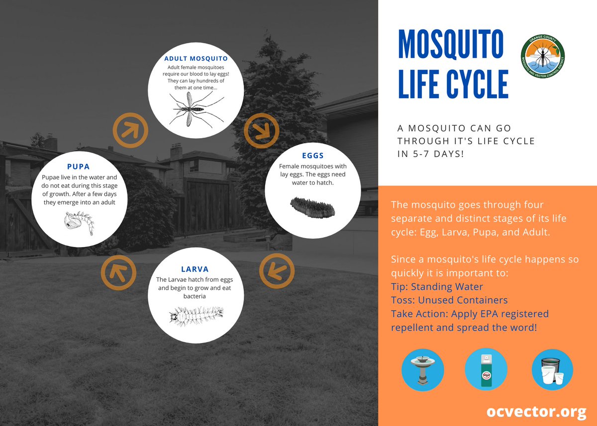 CityofHBPIO's tweet photo. Mosquitoes can lay up to 300 eggs in as little water as a bottle cap! Imagine what they can do in a birdbath, kiddie pool, or out-of-service pool. Do your part to reduce mosquitoes on your property, #TipNToss standing water & unused containers. https://t.co/j1idLt5I84