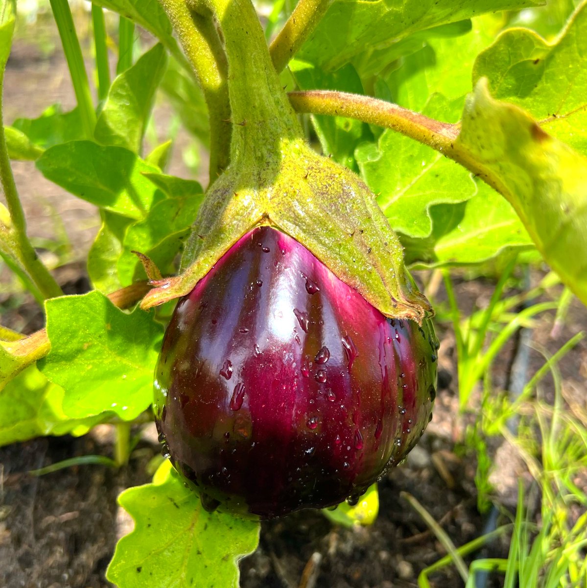 operationecopen's tweet photo. Did you know eggplant is the King of Vegetables? 👑🍆 Excited to contribute 50 lbs  eggplants 🍆,  tomatoes 🍅, peppers 🌶️, &amp; cukes 🥒 for  @FTNDurham this month! 😄 Thx to @takingitglobal, Gov of Canada, &amp; Canada Service Corps! https://t.co/wQnX3X2YR0 #RisingYouth #leaderstoday https://t.co/IBqz1X5nP3