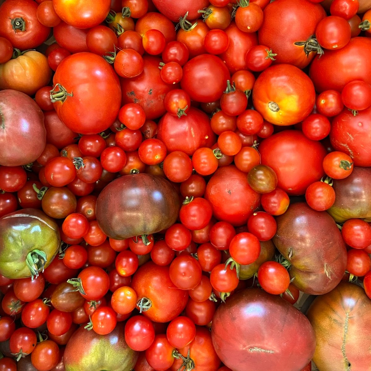 operationecopen's tweet photo. Did you know eggplant is the King of Vegetables? 👑🍆 Excited to contribute 50 lbs  eggplants 🍆,  tomatoes 🍅, peppers 🌶️, &amp; cukes 🥒 for  @FTNDurham this month! 😄 Thx to @takingitglobal, Gov of Canada, &amp; Canada Service Corps! https://t.co/wQnX3X2YR0 #RisingYouth #leaderstoday https://t.co/IBqz1X5nP3