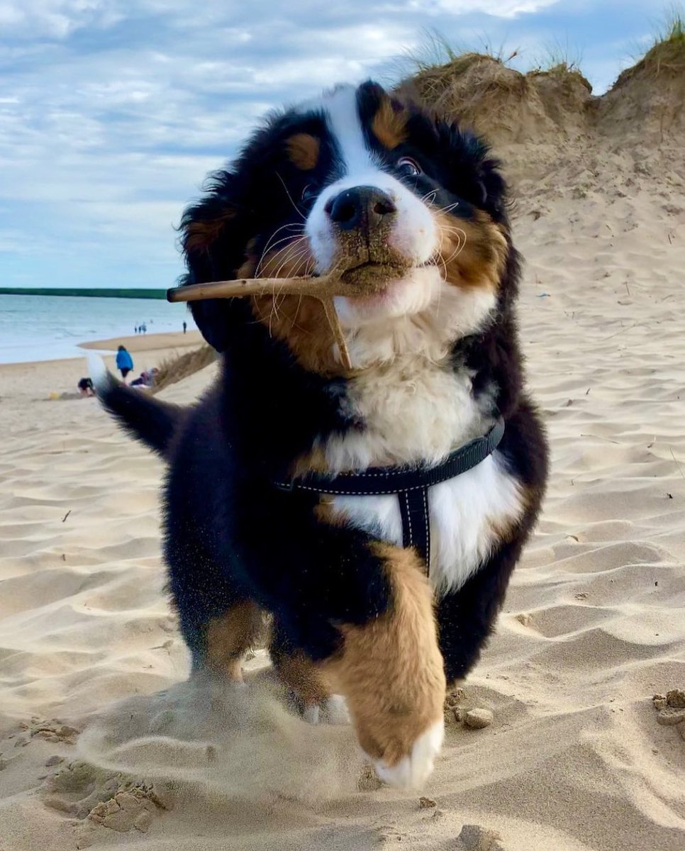 dog_rates's tweet image. This is Sonny. Not only has he brought you back the stick you threw, he also has a mouth full of sand. 12/10 we are so proud