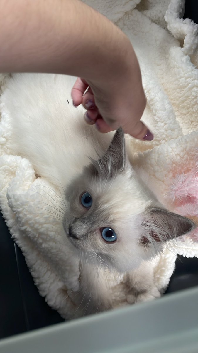 lizzielilyy's tweet photo. Just to say this beautiful fluff ball made it safely home today and did very well with the journey https://t.co/hZHrTRo0ci