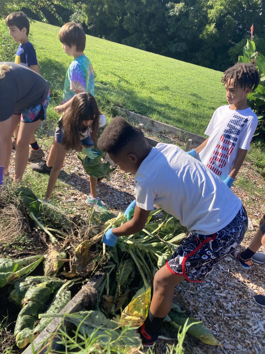 CWExploris's tweet image. Two weeks in @ExplorisSchool and the fifth graders have transformed our garden and outdoor classroom in a way I couldn&apos;t have done on my own. We weeded the outdoor classroom, the mulched pathways and strawberry beds, pulled out our spring crops, and saw a mantis!
