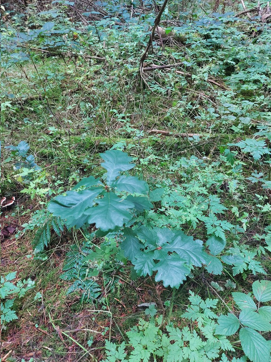 Tree_Lads tweet picture