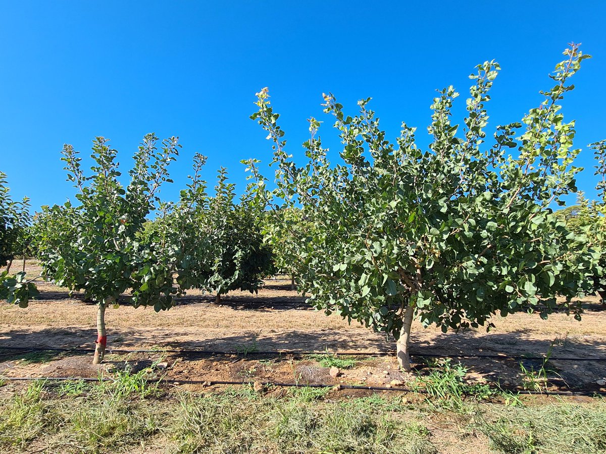 Claro que es posible una PODA ARAGONESA en PISTACHO, facil, rápida, barata, eficaz y adelanto de la producción.