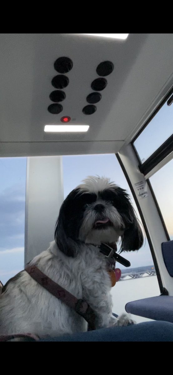 dccnderela's tweet photo. #PatsPrizedPets @nbcwashington My dog Libra staying cool in the air conditioned gondola at the #NationalHarbor #CapitalWheel https://t.co/St459T7PWy