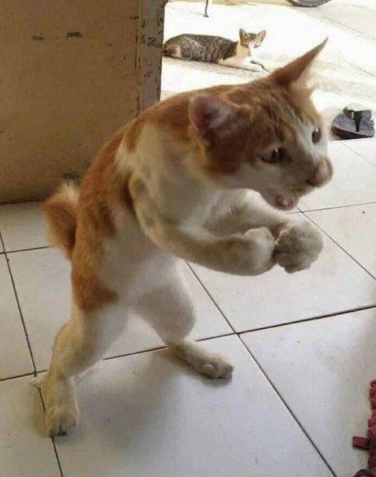 Adrián D. Marfs tweet media