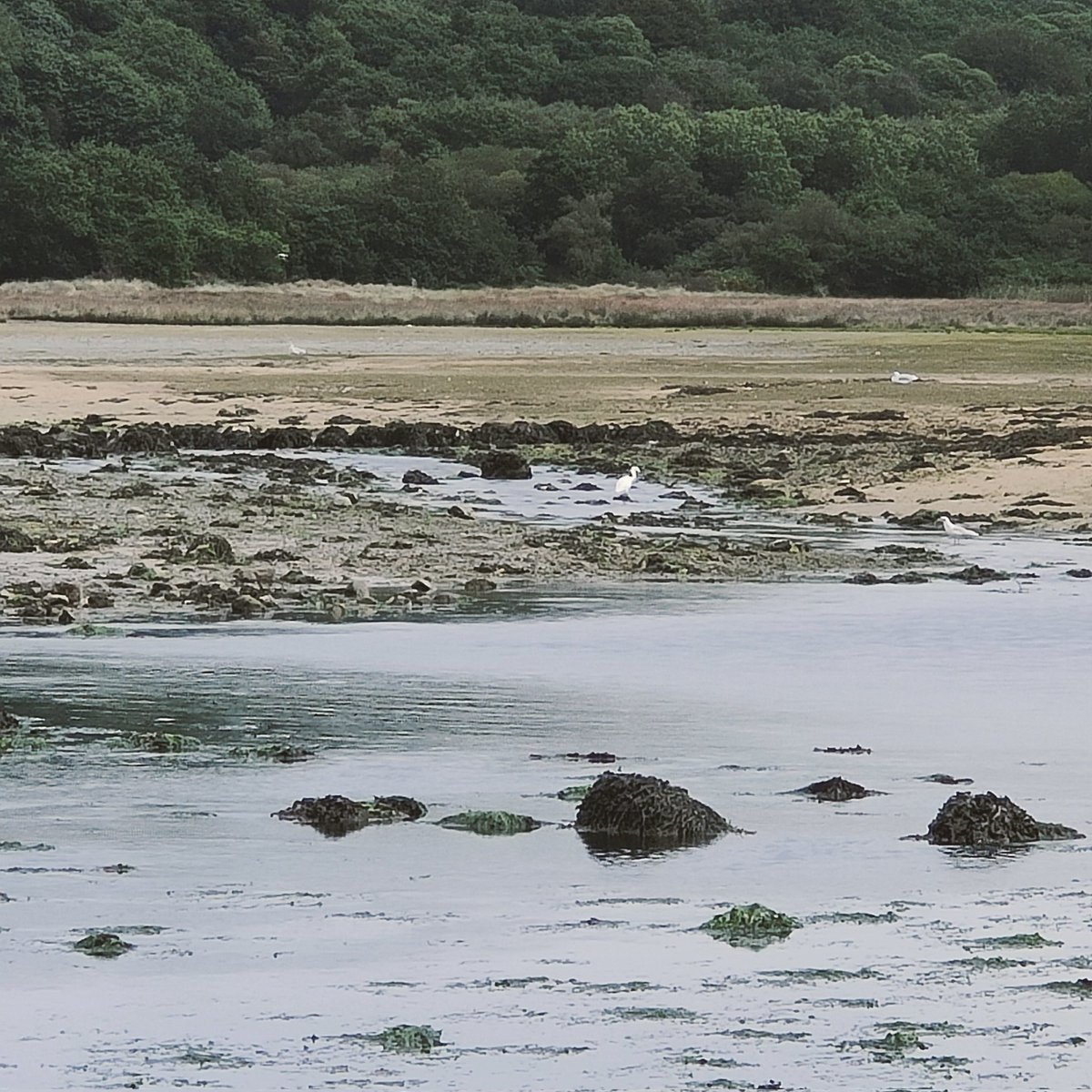 900hz's tweet photo. #HydroMoth listening and an Egret looking in this tidal pool full of life - https://t.co/6iImh4eQuO