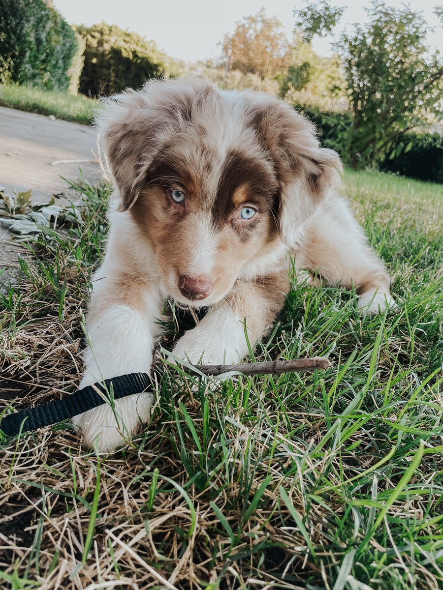 MaeBae99's tweet photo. Update: I got a dog 🥹🤍 https://t.co/geOhkbF6XL