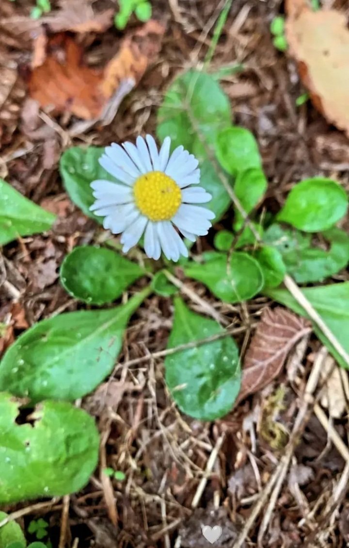 Beyhan__ozz's tweet photo. "Güzel çiçekler kör bahçıvanlara emanet ...🌼 https://t.co/9pBLQNJOrm