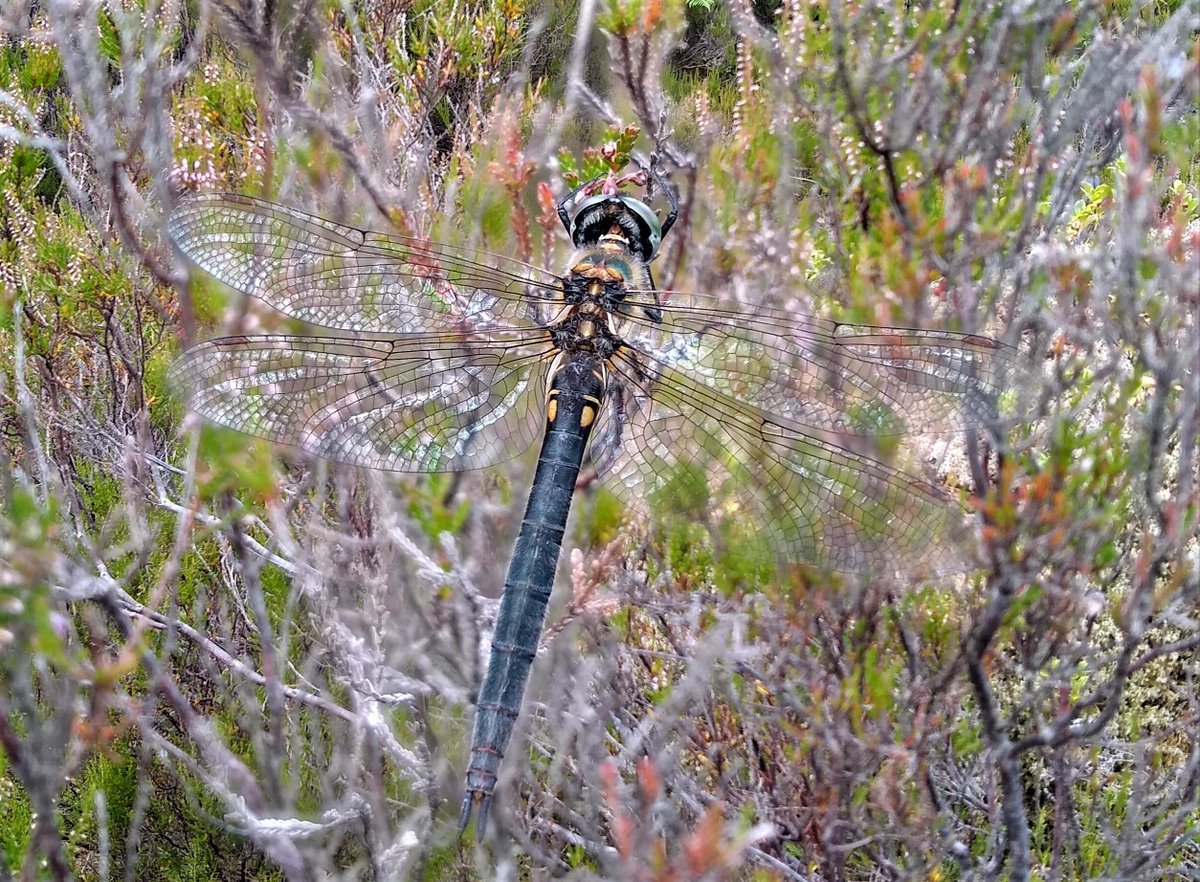 Welcome to the summer edition of the Glenloy Wildlife Newsletter. We hope you have been enjoying the fine weather this summer – and if you hanker for some rain, you should come up and see us! - mailchi.mp/b239e84f1552/s…