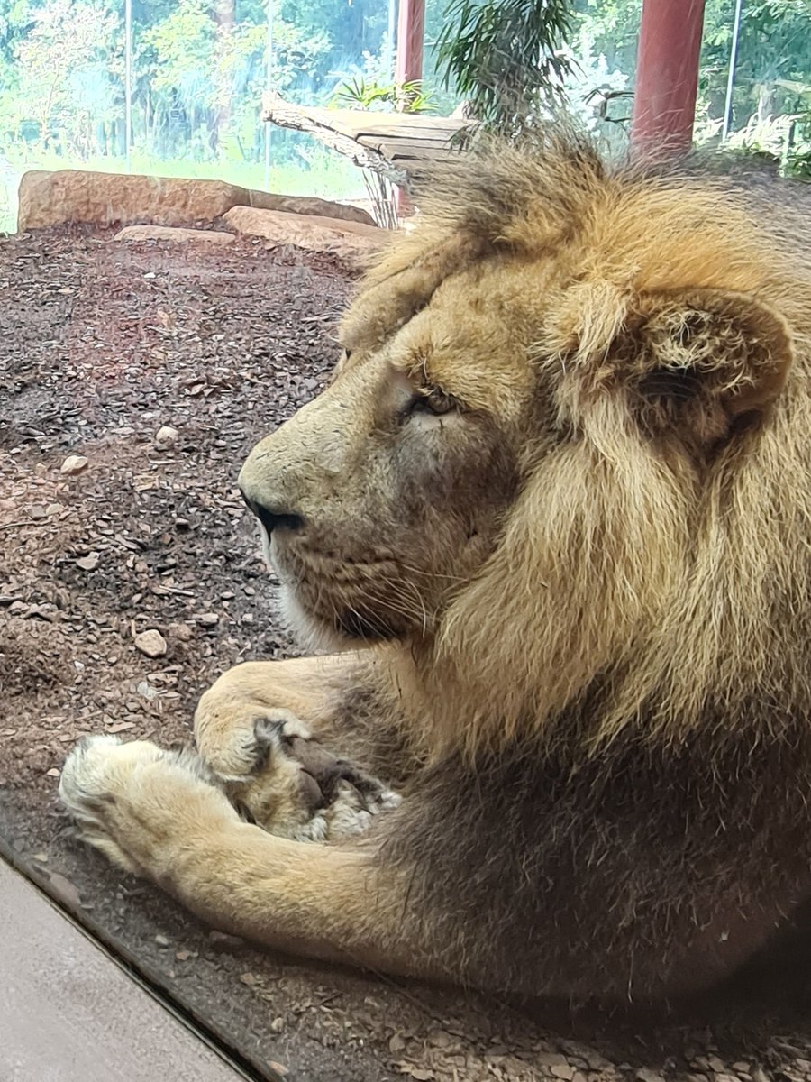 Skyla_Million's tweet photo. Ich war im Zoo und habe unfassbar Anmutige Tiere gesehen. Du erstattest natürlich die Kosten 🔥 https://t.co/OCnoEUeyPS