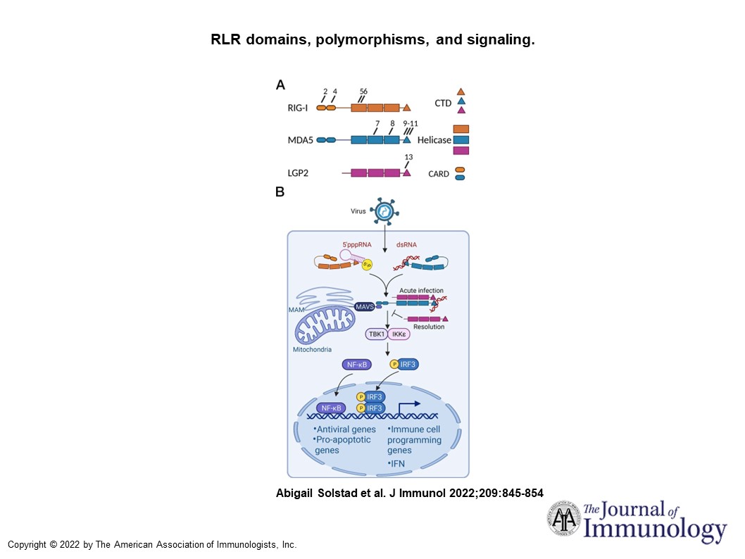 #BriefReview by @EmilyHemann @adforu and colleagues @OhioStateMed | #RIGI–like receptor regulation of immune cell Function and #therapeutic implications | #ReadTheJI #immunology #RNAsensors 👉 ow.ly/7NsA50KtXn8
