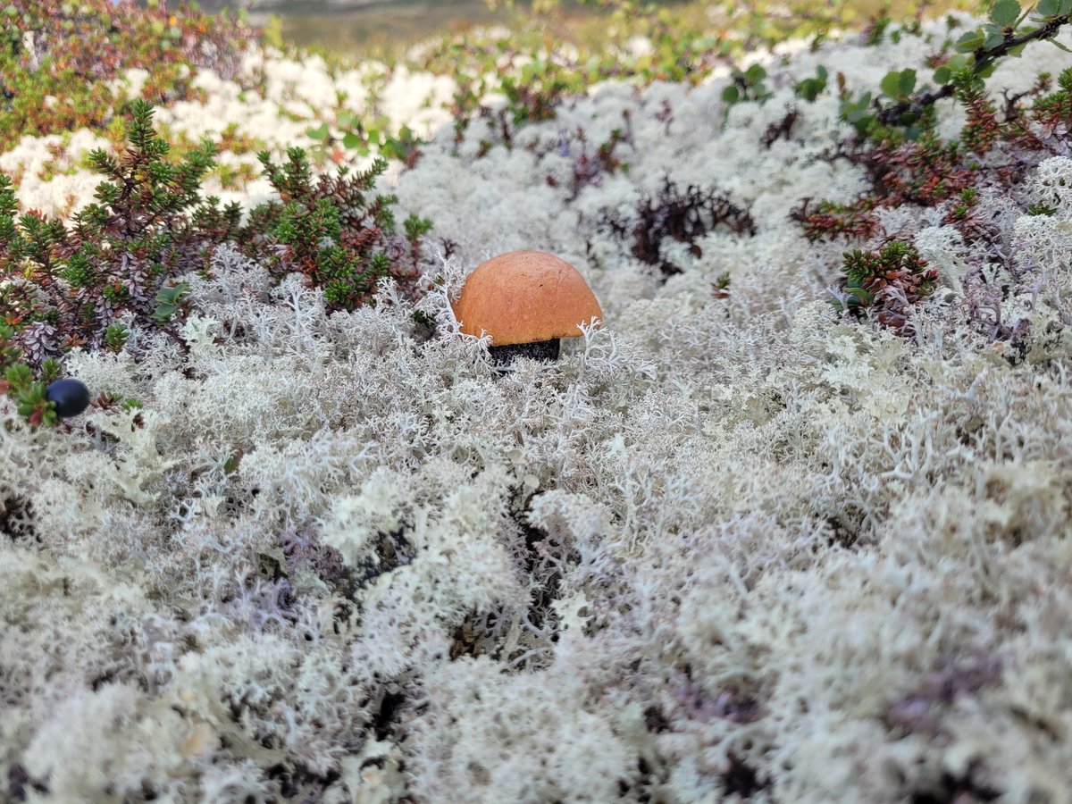 Тэфия tweet media