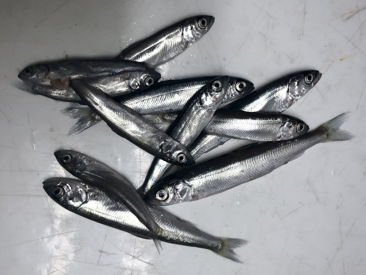 Always exciting to see Lake Superior young of year #coregonines! These 11 were all field ID’d to cisco, but we also caught a kiyi, and 5 more that were too small to identify in our trawl. Destined for @fin__gen for genetic ID! #ciscoinferno