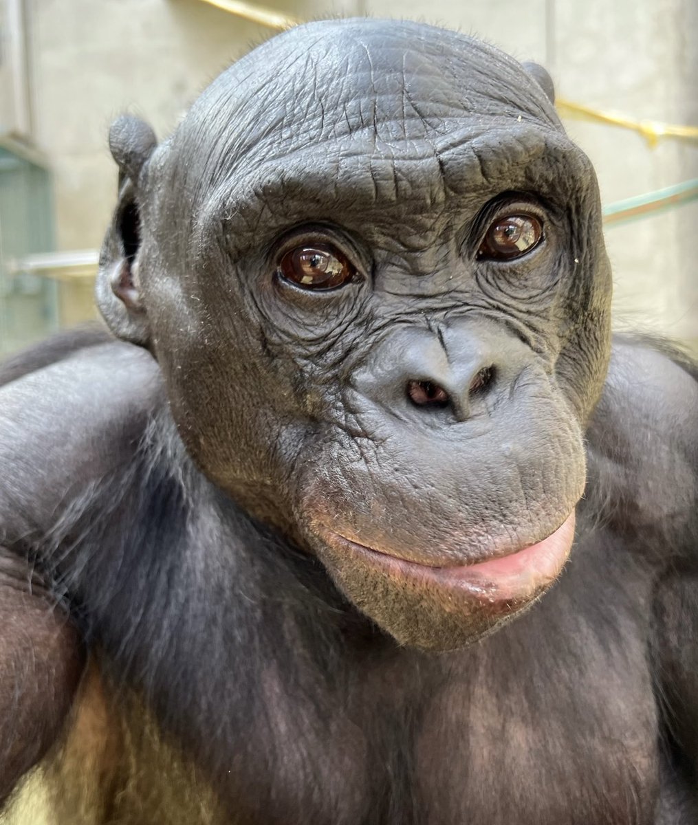 ApeInitiative's tweet photo. We need your help!! Ape Initiative was burglarized over the weekend. Thankfully, the bonobos and staff are all safe. However, the criminals did damage to our facility and stole a considerable amount of tools and equipment that we use every day to keep the bonobos safe and healthy https://t.co/gx3JLxAT5s