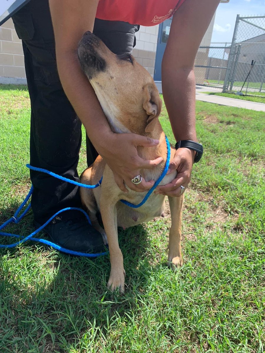 RoCoGB's tweet photo. 🆘CHLOE
#A348641
VERY PREGGERS
Labour IMMINENT!
HELP get mama OUT
Pups at risk in shelter
Entering the world pups need soft &amp; warm NOT Unhygienic stressful ACS concrete floor🥲
Chloe, Black Mouth Cur
So sweet, so gentle who wants to snuggle &amp; give ♥️💋
#pledge
#CorpusChristi  #TX https://t.co/h6n7rR7w50