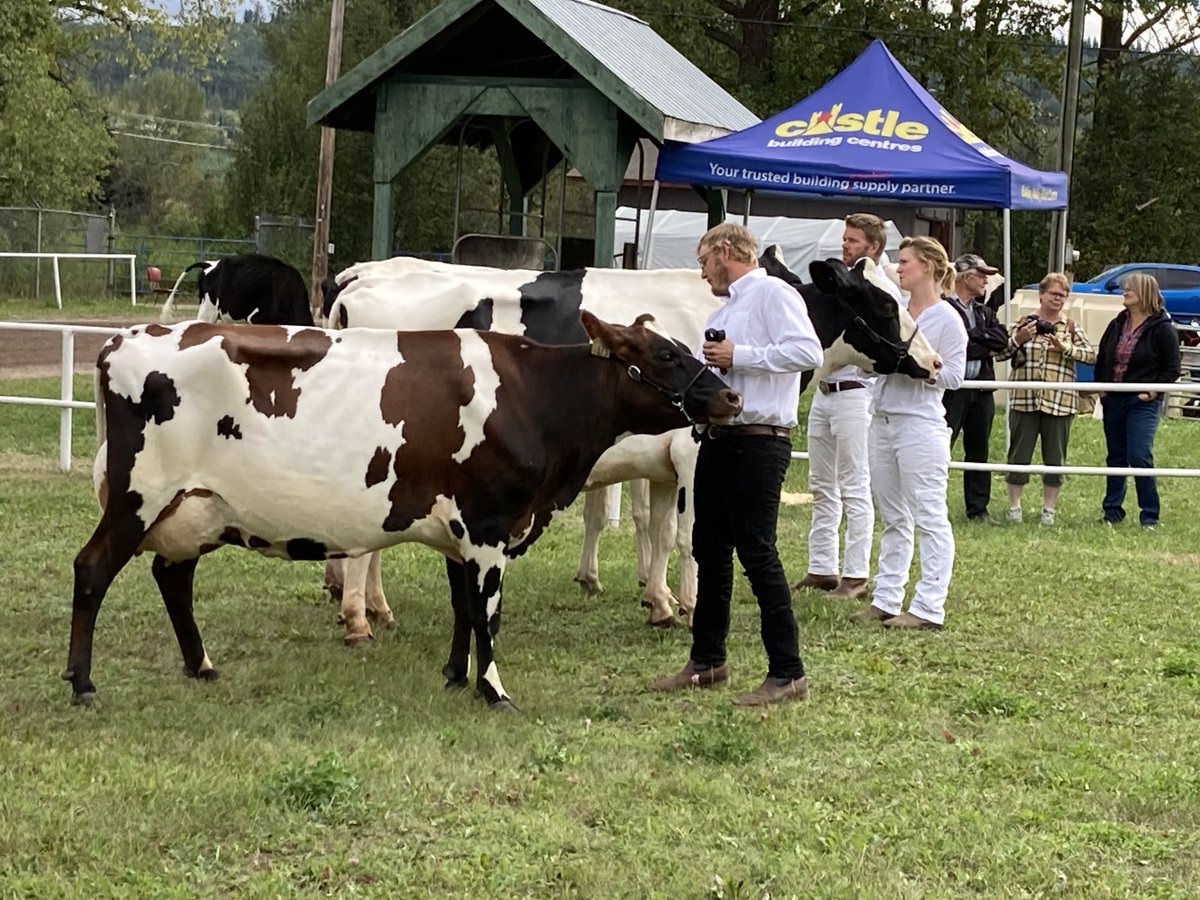 CHPCanadaLeader's tweet photo. Jeremy Rouw and his cow ‘Goat’ winning 2nd place at the Bulkley Valley Fall Fair. #BVX #Bulkley #Smithers https://t.co/5fplO39W8n