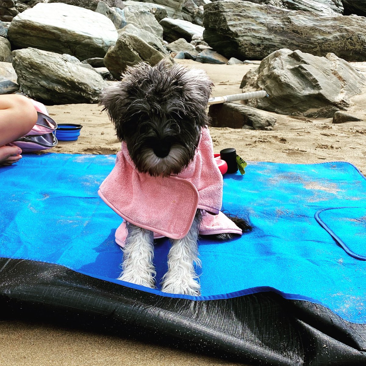 Hey <a href="/dog_rates/">WeRateDogs</a> this is my first ever day at the beach! Please rate me love Stella Schnauzer xx