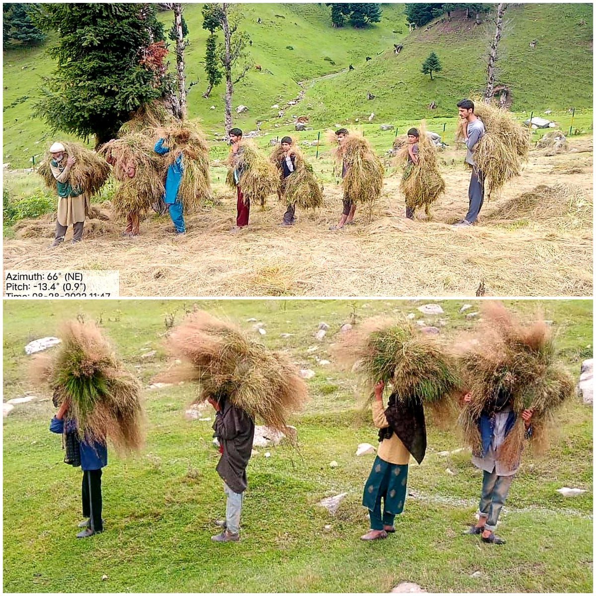 peerzada_riyaz's tweet photo. "FORESTS FOR FODDER"
Continuing under the deliverable "Forests for Fodder" in Forest Compartments V33 and V 36 of Forest Range Veshew - Kulgam Forest Division today 210 Quintals of Green fodder/grass stands distributed among the locals . https://t.co/OuAqfIm6h0