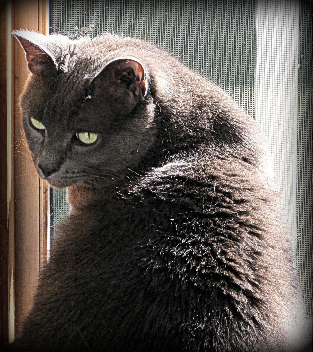 Muddersawdust's tweet photo. Was he rather like your Sugar @jen_l_espinoza ?  I think perhaps Reggie was!  #Caturday,  #cats,  #softfur https://t.co/EP4kcAgV6u