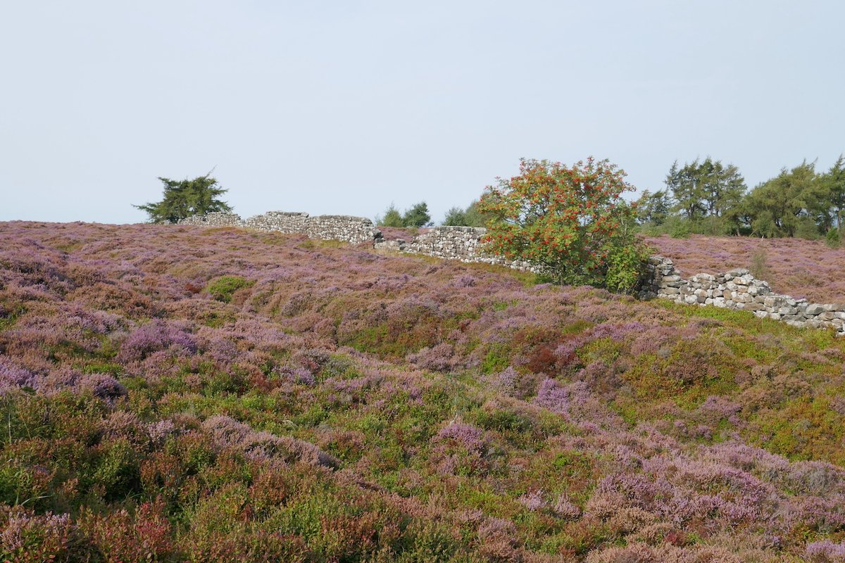 raven_lea's tweet photo. A grand walk this morning from Gribdale Gate onto Easby Moor, then to Airyholme Farm, up to the summit of Roseberry Topping, on to Little Roseberry &amp; back to the car on the Cleveland Way. https://t.co/xMnSTOjPUD