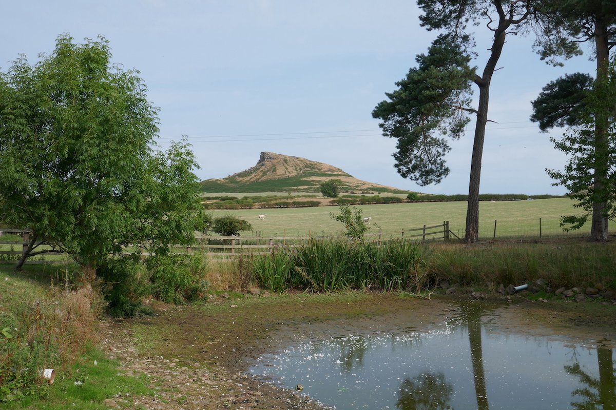 raven_lea's tweet photo. A grand walk this morning from Gribdale Gate onto Easby Moor, then to Airyholme Farm, up to the summit of Roseberry Topping, on to Little Roseberry &amp; back to the car on the Cleveland Way. https://t.co/xMnSTOjPUD
